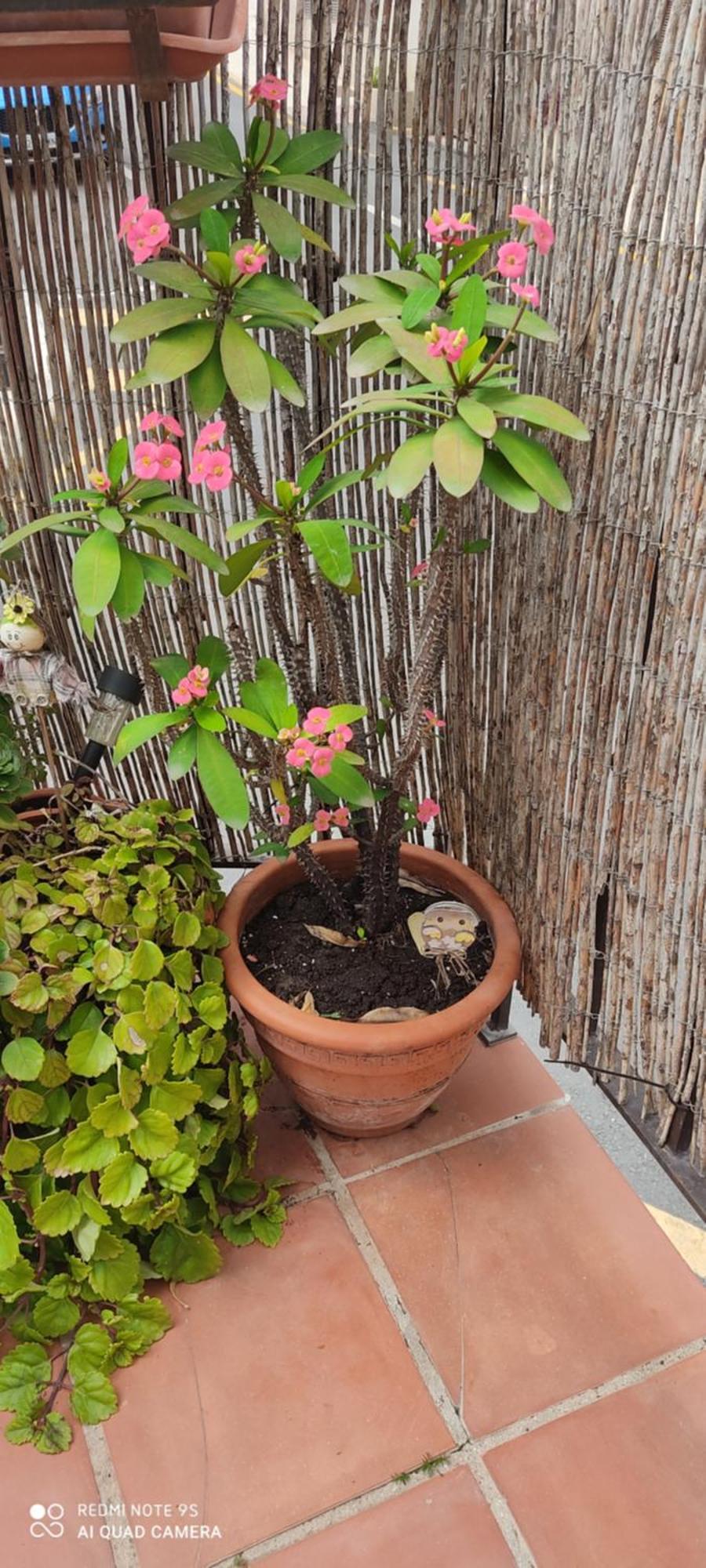 Apartamento Turistico Florhouse 산루이스데사비닐라스 외부 사진